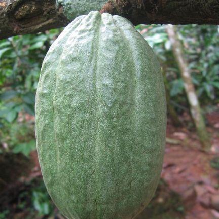 Cosse Cacao verte