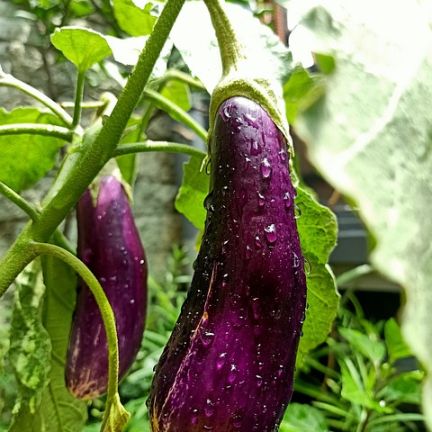 Aubergine10