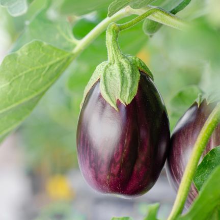 Aubergine12