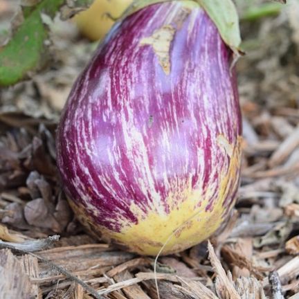 Aubergine5