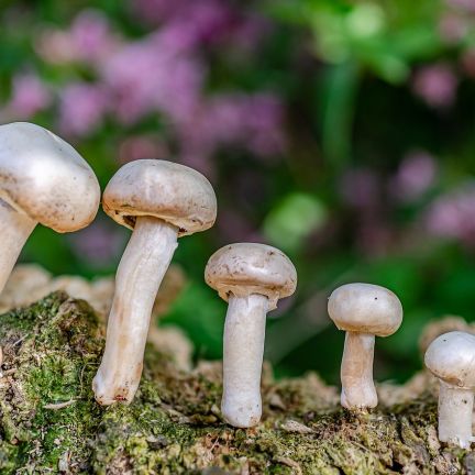 Atelier Culinaire : Champignons de Paris