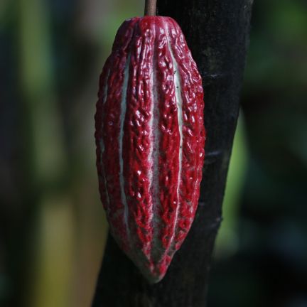 Cosse Cacao Rouge