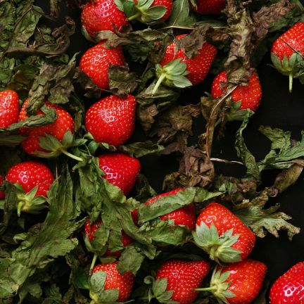 Fraise 4