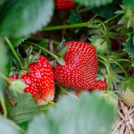 Fraise 12