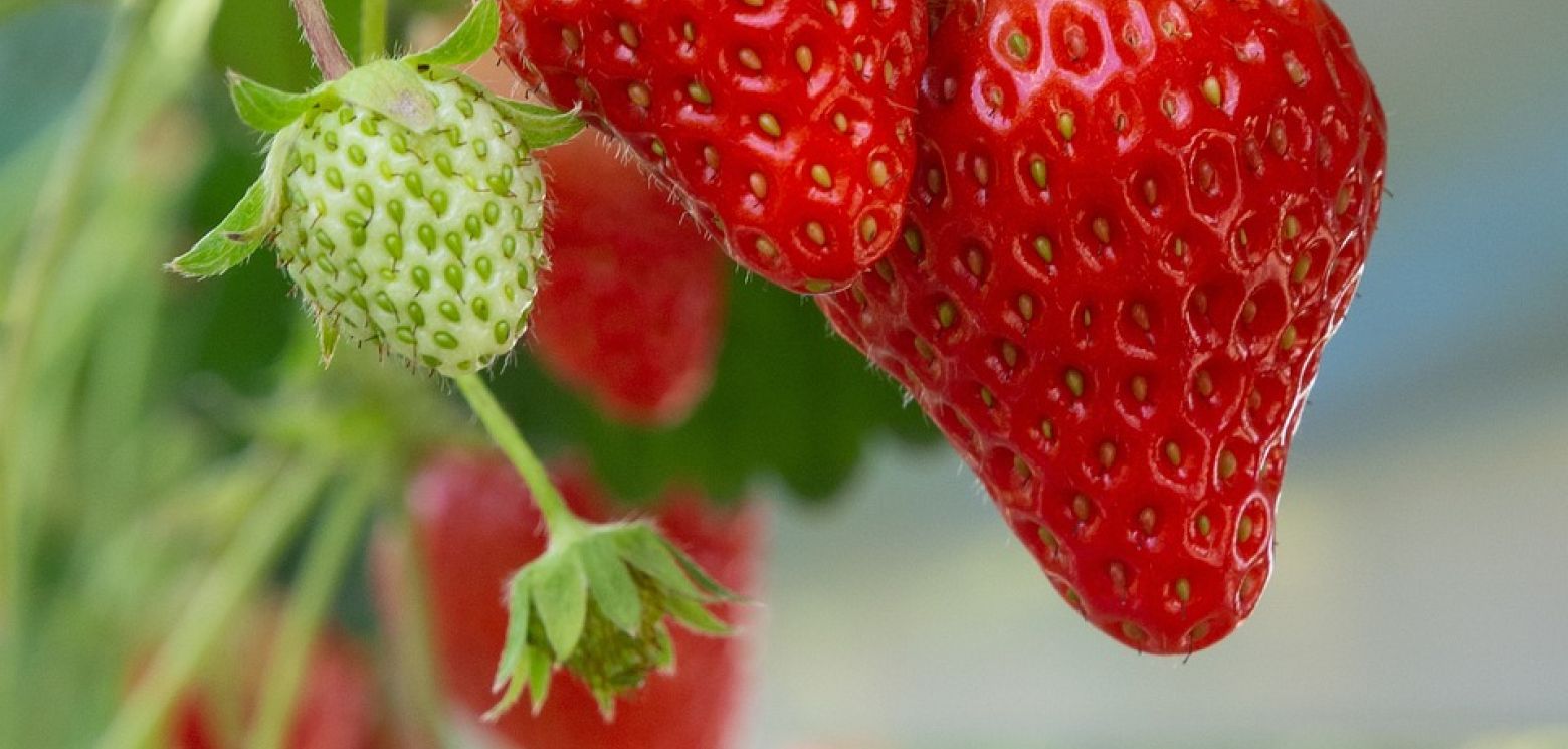 Fraise 15