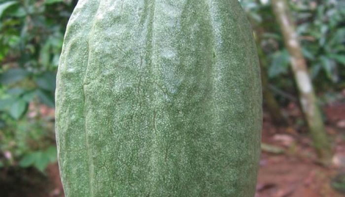Cosse Cacao verte
