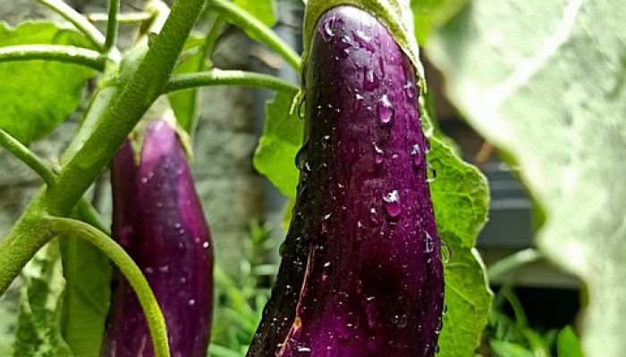 Aubergine10