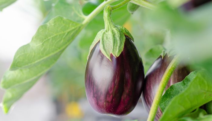 Aubergine12