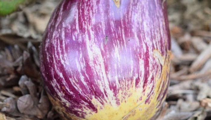 Aubergine5
