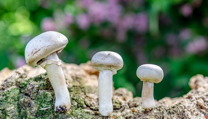 Atelier Culinaire : Champignons de Paris