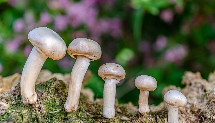 Atelier Culinaire : Champignons de Paris