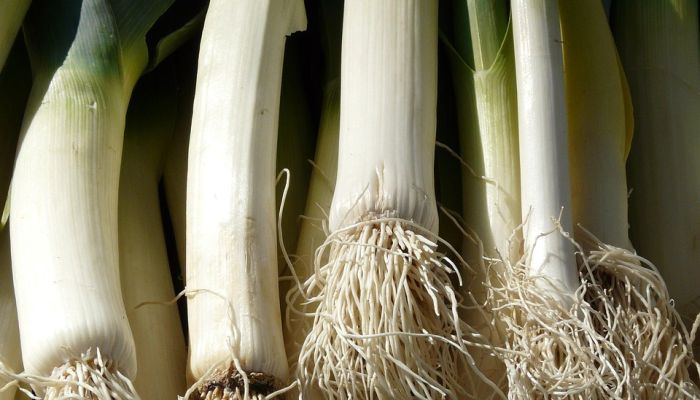 Poireaux1