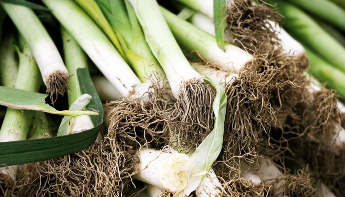 Poireaux16