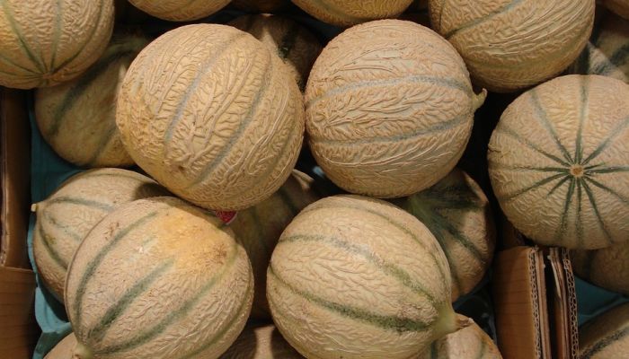Septembre sous le signe du Melon