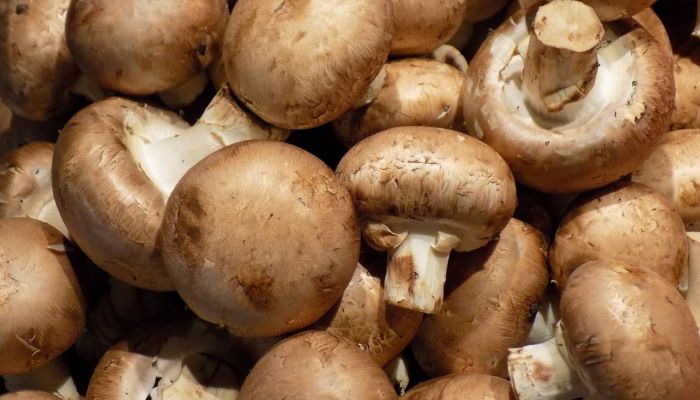 Atelier Culinaire : Champignons de Paris