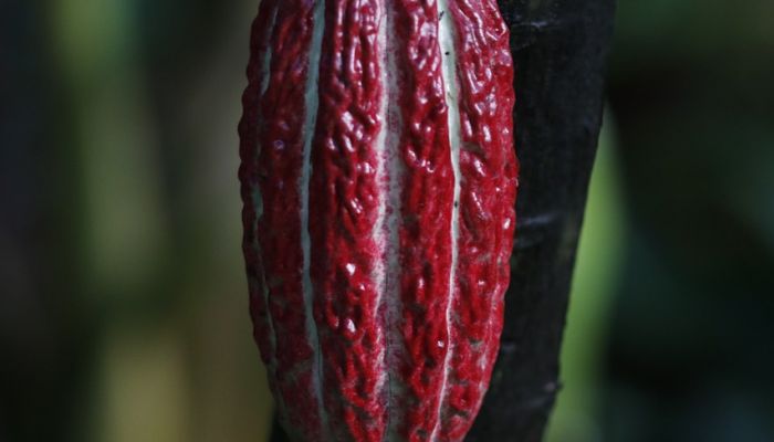 Cosse Cacao Rouge