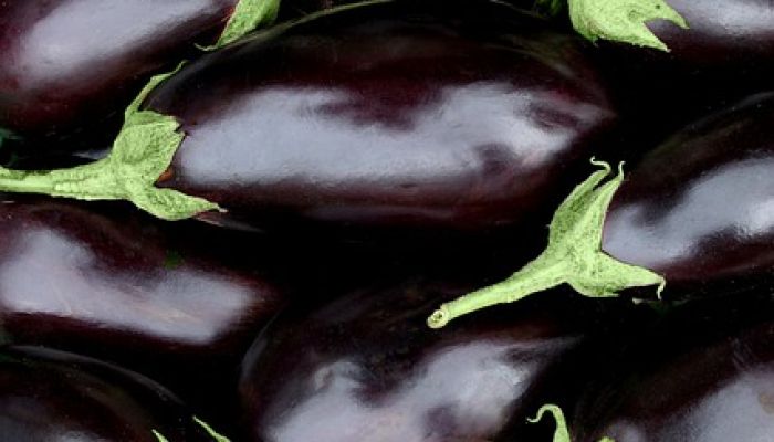 Aubergine 13