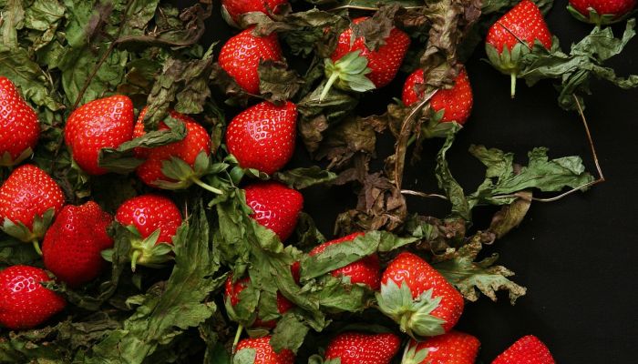 Fraise 4