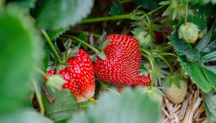Fraise 12