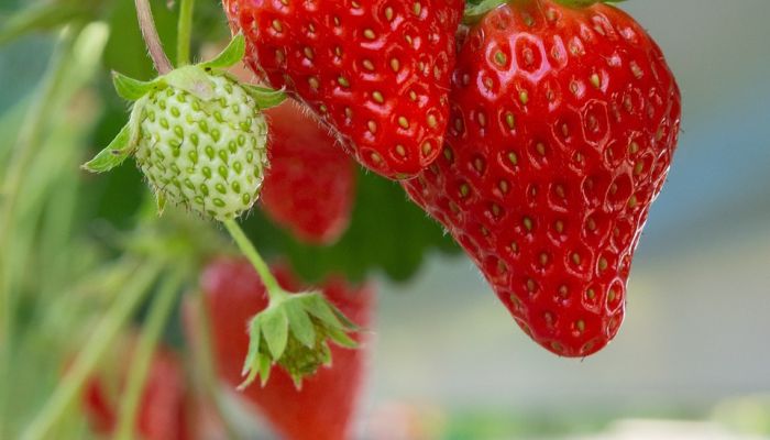 Fraise 15