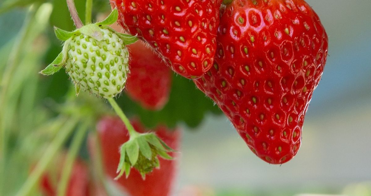Fraise 15